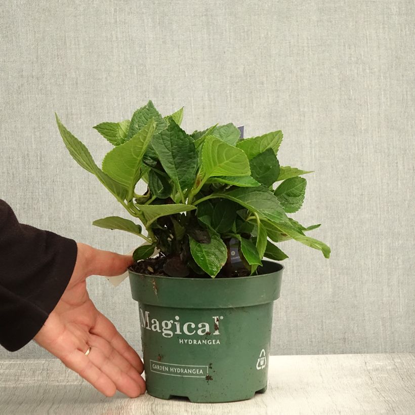 Esemplare di Hydrangea macrophylla Magical Revolution Bleu - Ortensia Vaso da 1,5L/2L come consegnato in autunno