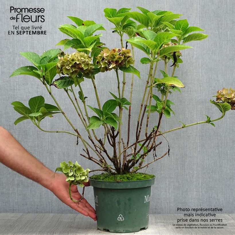 Esemplare di Hydrangea macrophylla Magical Ruby Tuesday - Ortensia Vaso da 2L/3L come consegnato in autunno