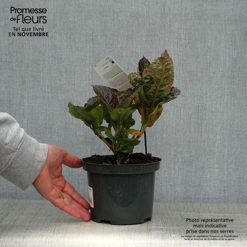 Esemplare di Hydrangea macrophylla Merveille Sanguine - Ortensia Vaso da 2L/3L come consegnato in autunno