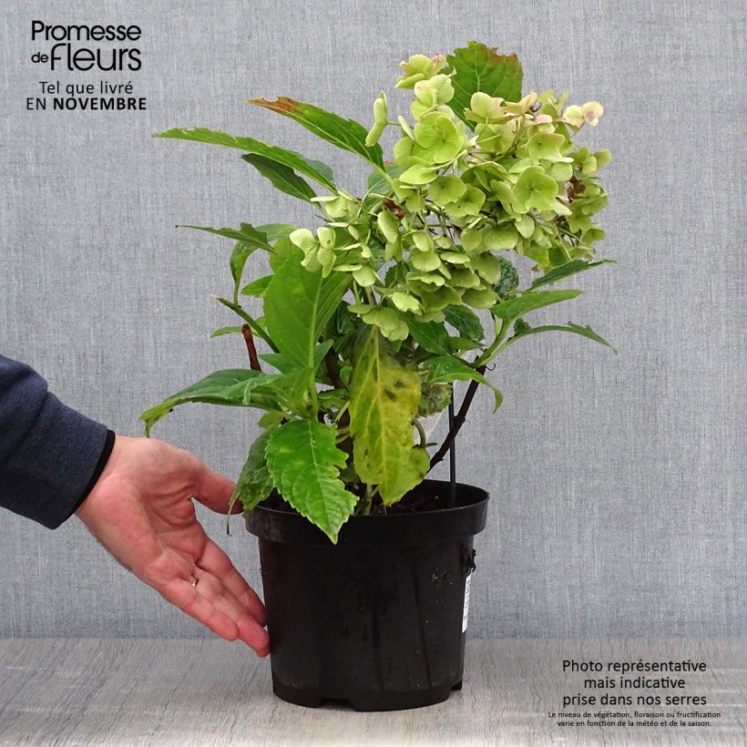 Esemplare di Hydrangea macrophylla Teller Messalina - Ortensia Vaso da 2L/3L come consegnato in autunno