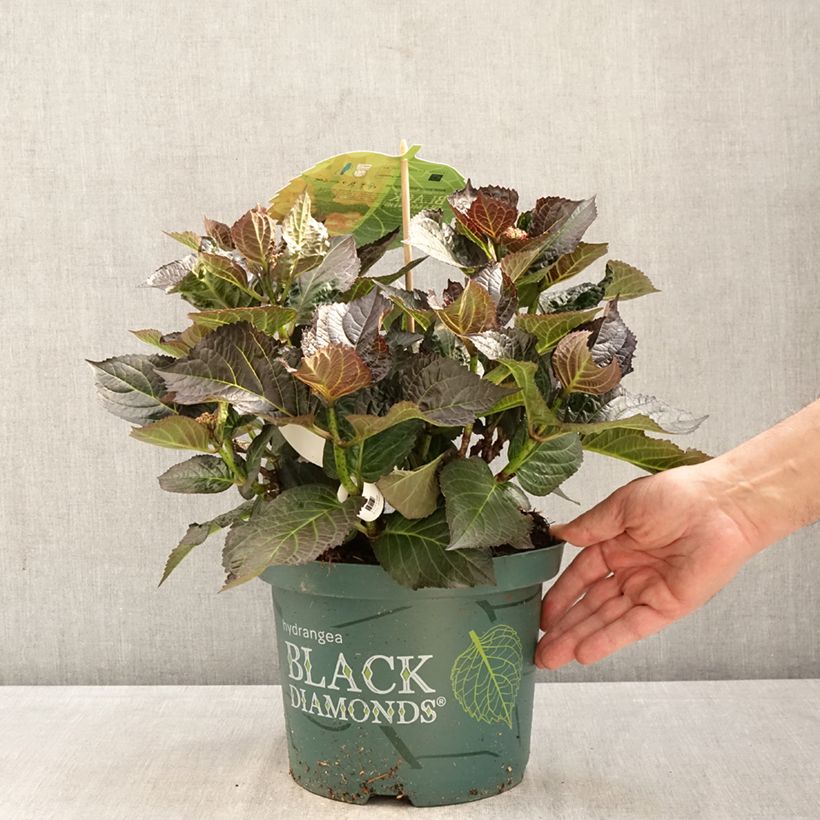 Hydrangea macrophylla Midnight Pearl Vaso da 4L/5L esemplare consegnato in primavera