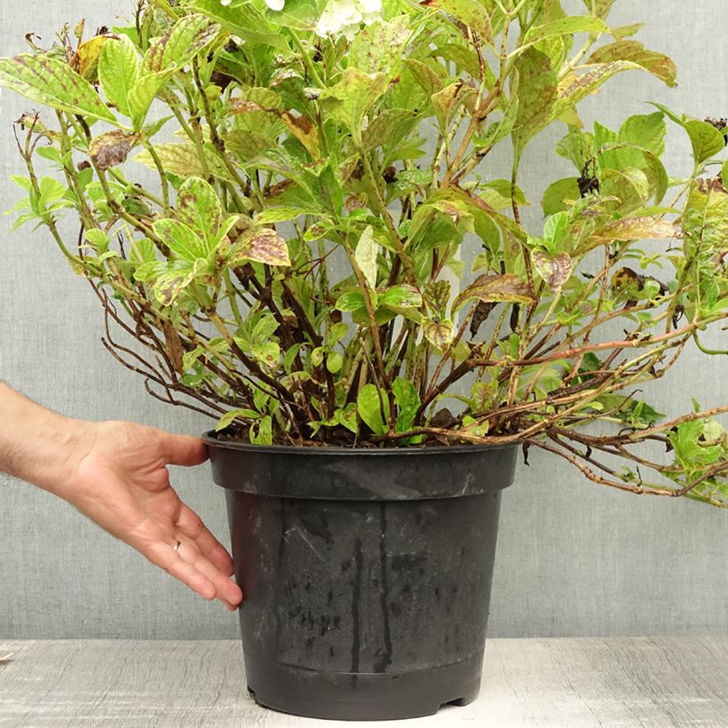 Esemplare di Hydrangea macrophylla Mme Emile Mouillière - Ortensia Vaso da 7,5L/10L consegnato in estate