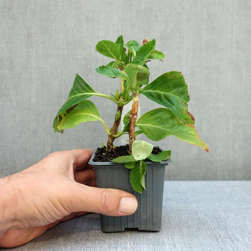 Esemplare di Hydrangea macrophylla Mme Emile Mouillière - Ortensia Vasetto da 8/9 cm come consegnato in autunno