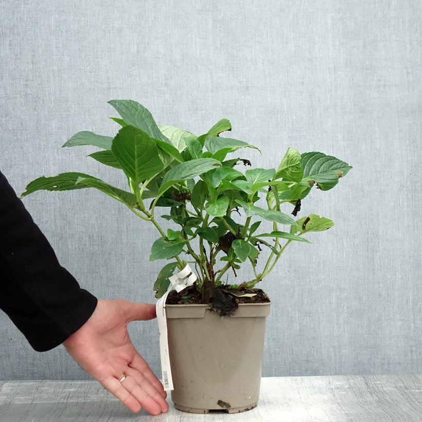 Esemplare di Hydrangea macrophylla Mousmee - Ortensia Vaso da 2L/3L come consegnato in autunno