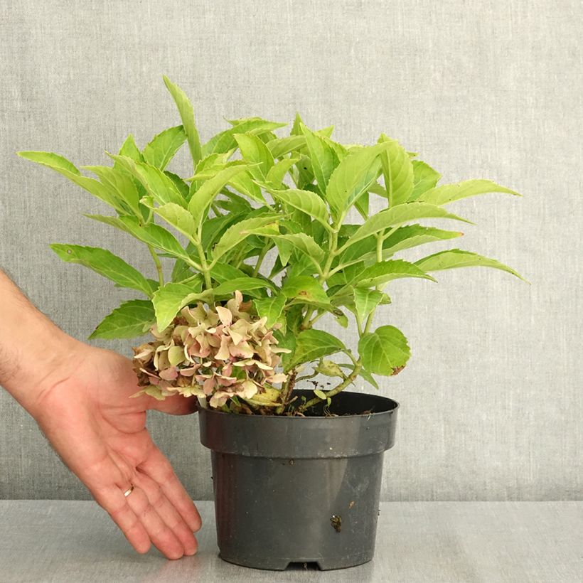 Esemplare di Hydrangea macrophylla Pia - Ortensia Vaso da 2L/3L consegnato in estate