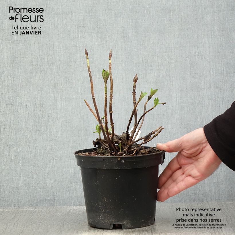 Hydrangea macrophylla Pia - Ortensia Vaso da 2L/3L esemplare consegnato in inverno