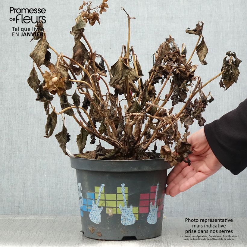 Hydrangea macrophylla Pink Pop - Ortensia Vaso da 4L/5L esemplare consegnato in inverno