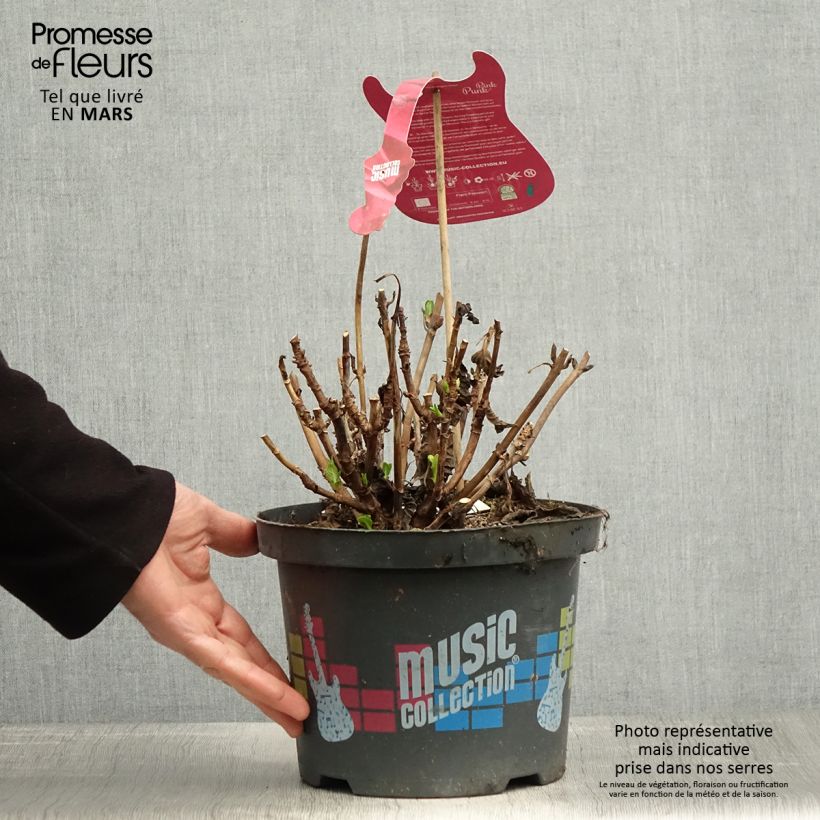 Hydrangea macrophylla Pink Pop - Ortensia Vaso da 4L/5L esemplare consegnato in primavera