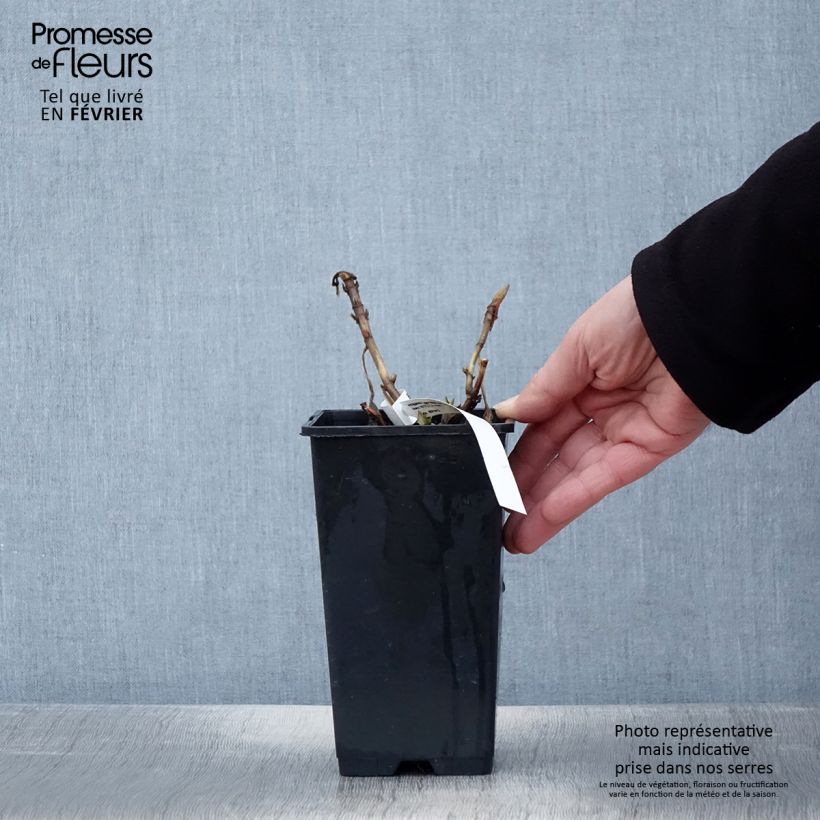 Hydrangea macrophylla Princess Diana - Ortensia Vaso da 1,5L/2L esemplare consegnato in inverno