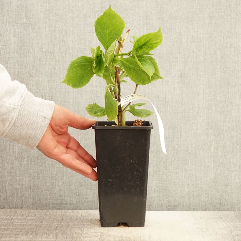 Hydrangea macrophylla Princess Diana - Ortensia Vaso da 1,5L/2L esemplare consegnato in primavera