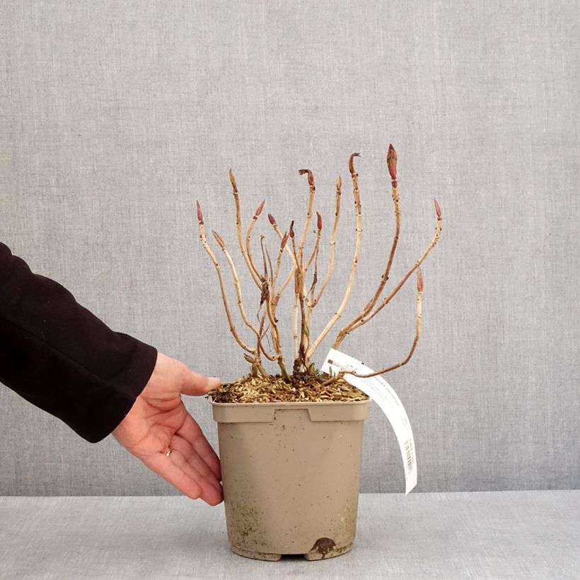 Hydrangea macrophylla Rahic - Ortensia Vaso da 3L/4L esemplare consegnato in inverno