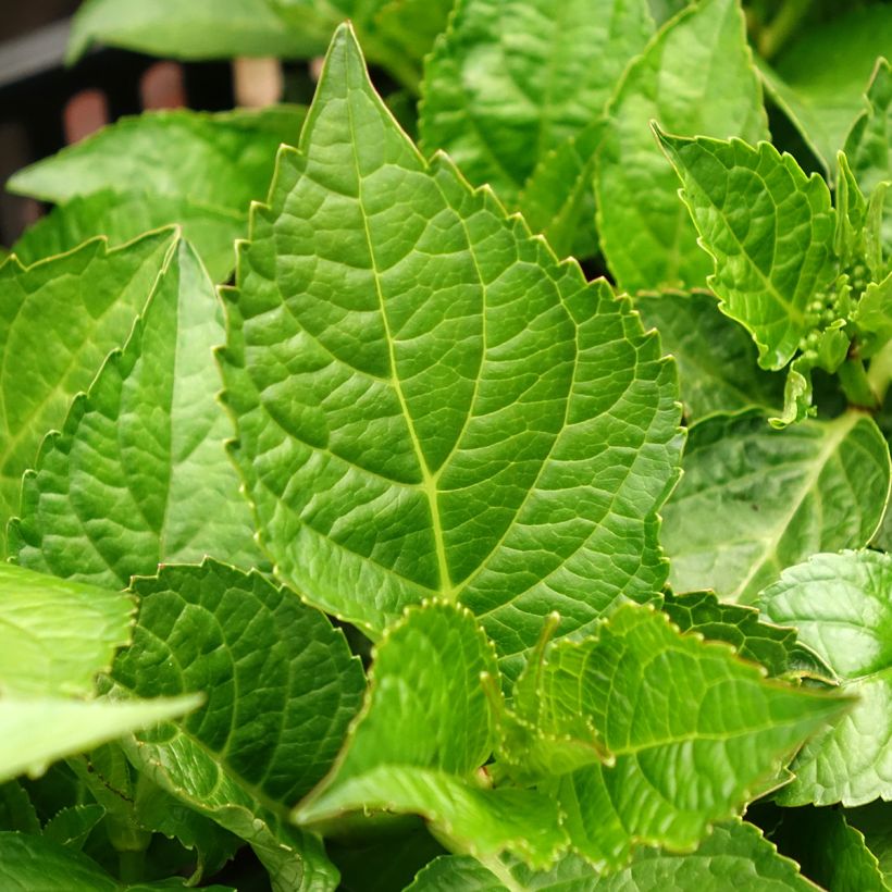 Hydrangea macrophylla Rebellion Choco Love - Ortensia (Fogliame)