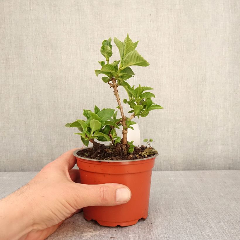 Hydrangea macrophylla Rebellion Ferrari Love - Ortensia Vaso da Ø 12 cm / 13 cm esemplare consegnato in primavera