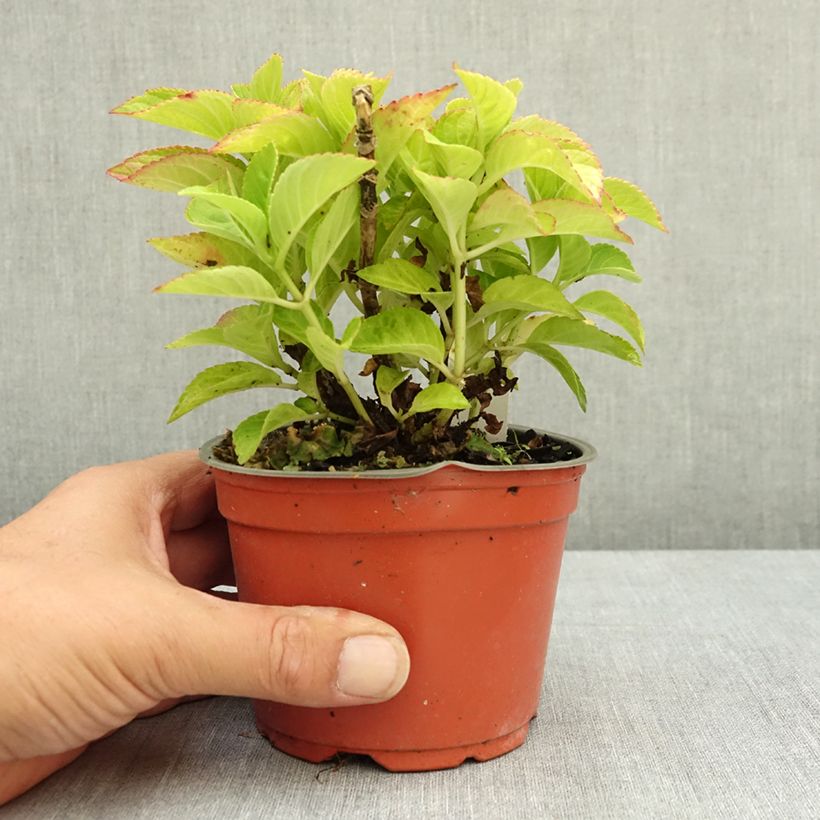 Esemplare di Hydrangea macrophylla Rebellion Red Love - Ortensia Vaso da Ø 12 cm / 13 cm consegnato in estate