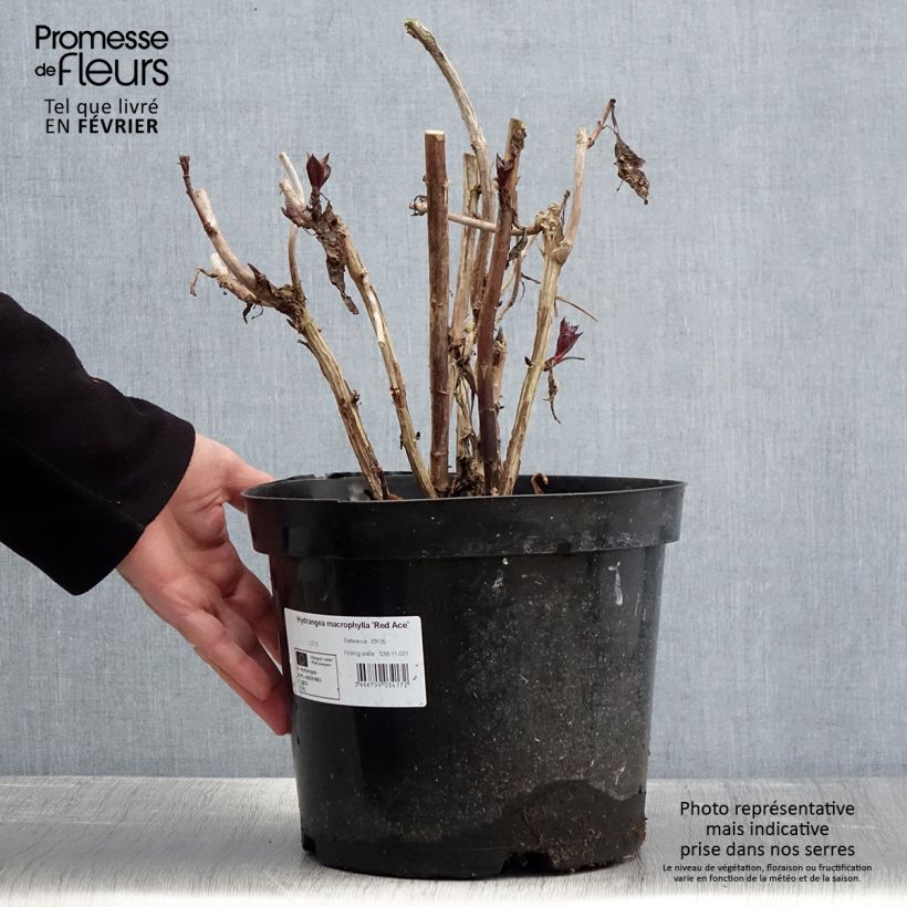 Hydrangea macrophylla Red Ace - Ortensia Vaso da 4L/5L esemplare consegnato in inverno