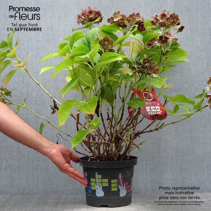 Esemplare di Hydrangea macrophylla Music Collection Red Reggae - Ortensia Vaso da 4L/5L come consegnato in autunno