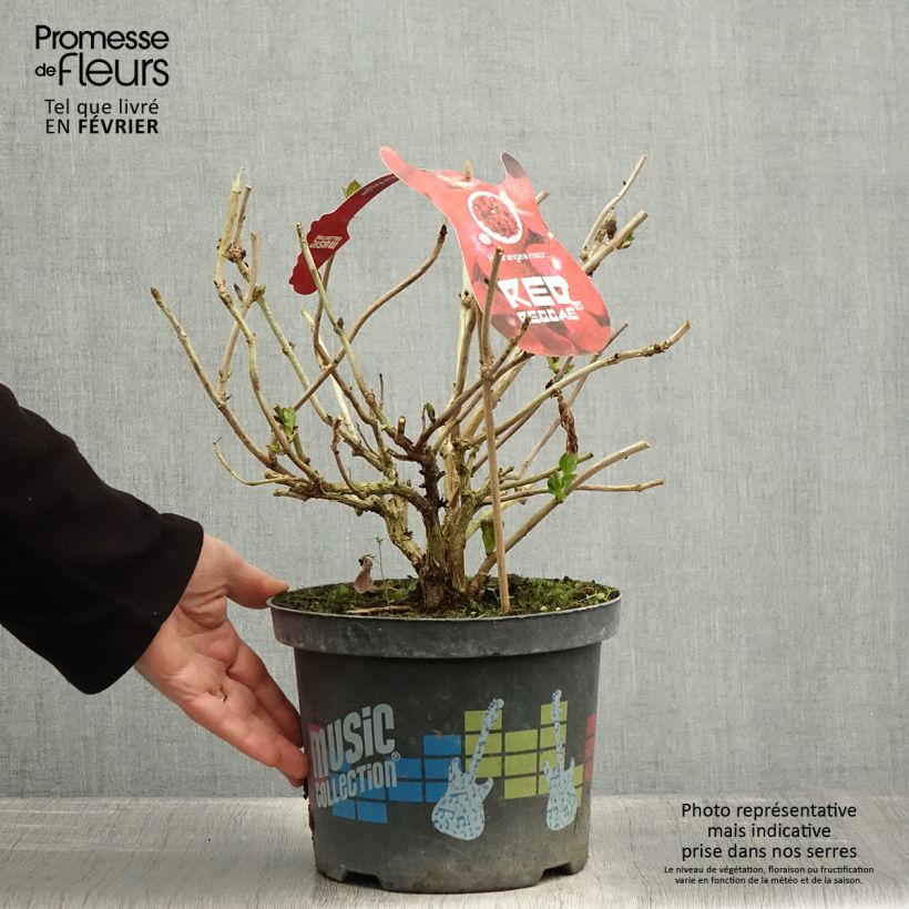 Hydrangea macrophylla Music Collection Red Reggae - Ortensia Vaso da 4L/5L esemplare consegnato in inverno