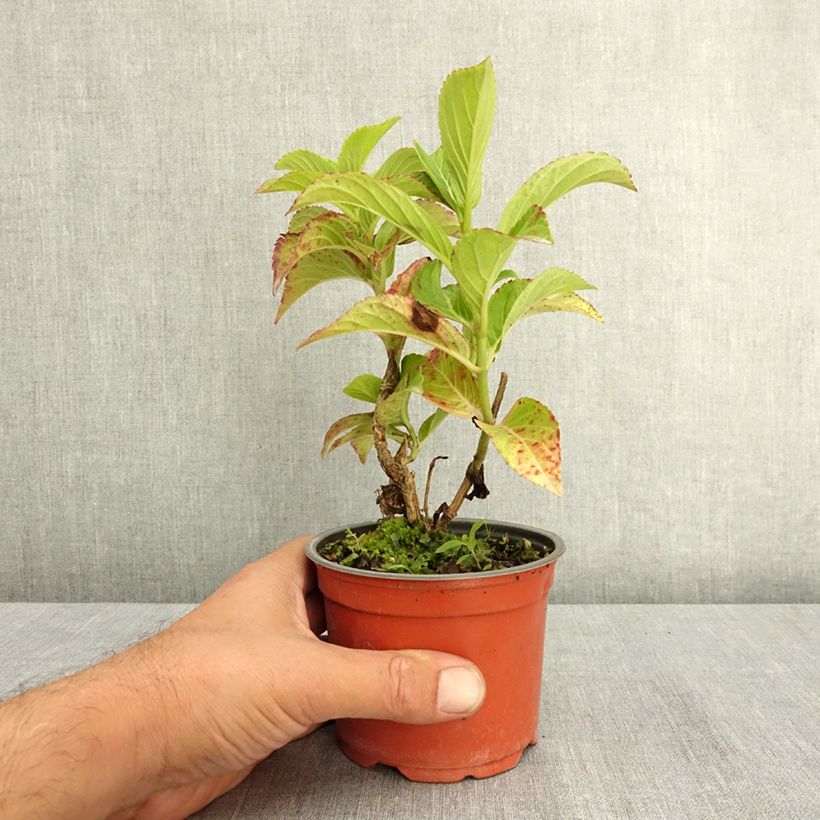 Esemplare di Hydrangea macrophylla Rembrandt Bella Pesche - Ortensia Vaso da Ø 12 cm / 13 cm consegnato in estate