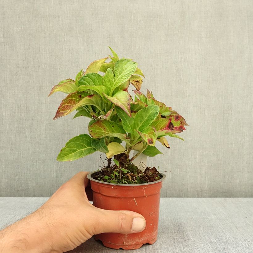 Esemplare di Hydrangea macrophylla Rembrandt Elegant Rosa - Ortensia Vaso da Ø 12 cm / 13 cm consegnato in estate