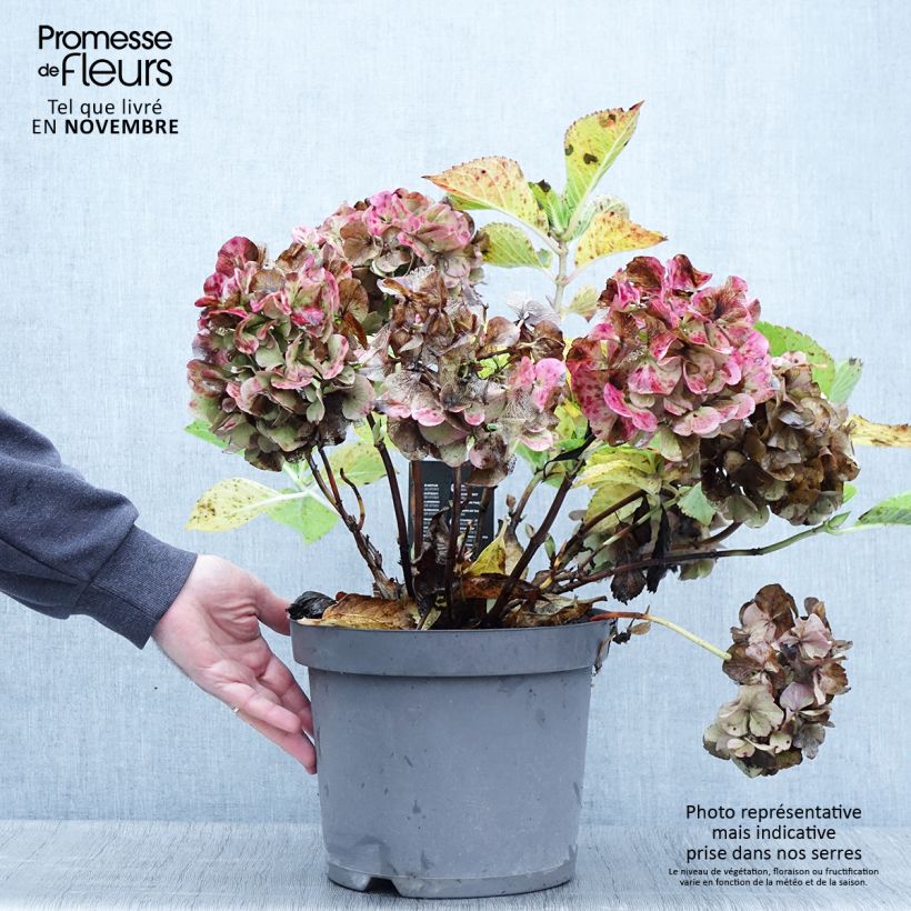 Esemplare di Hydrangea macrophylla Rosita - Ortensia Vaso da 7,5L/10L come consegnato in autunno