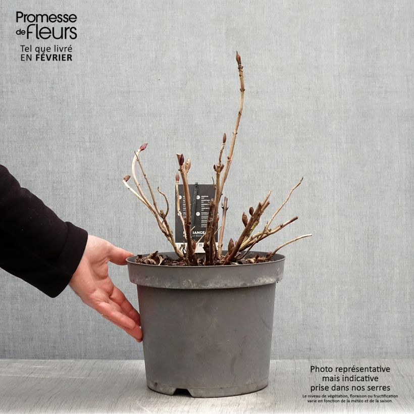 Hydrangea macrophylla Rosita - Ortensia Vaso da 7,5L/10L esemplare consegnato in inverno