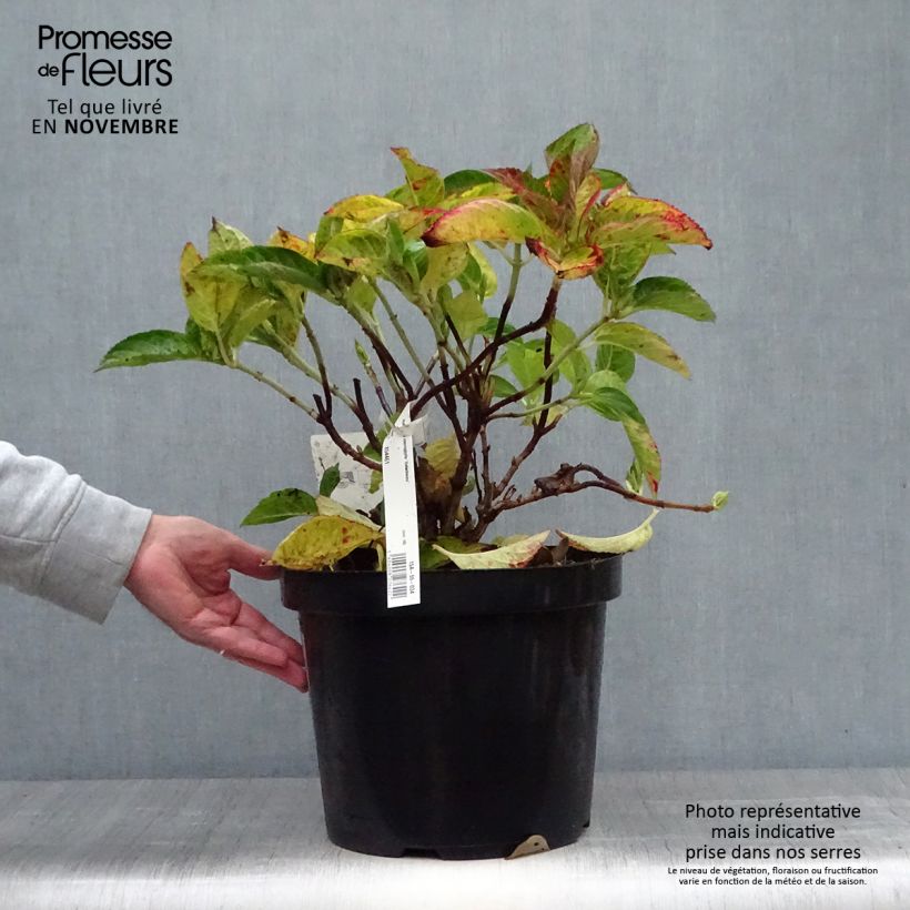 Esemplare di Hydrangea macrophylla Rotschwanz - Ortensia Vaso da 7,5L/10L come consegnato in autunno