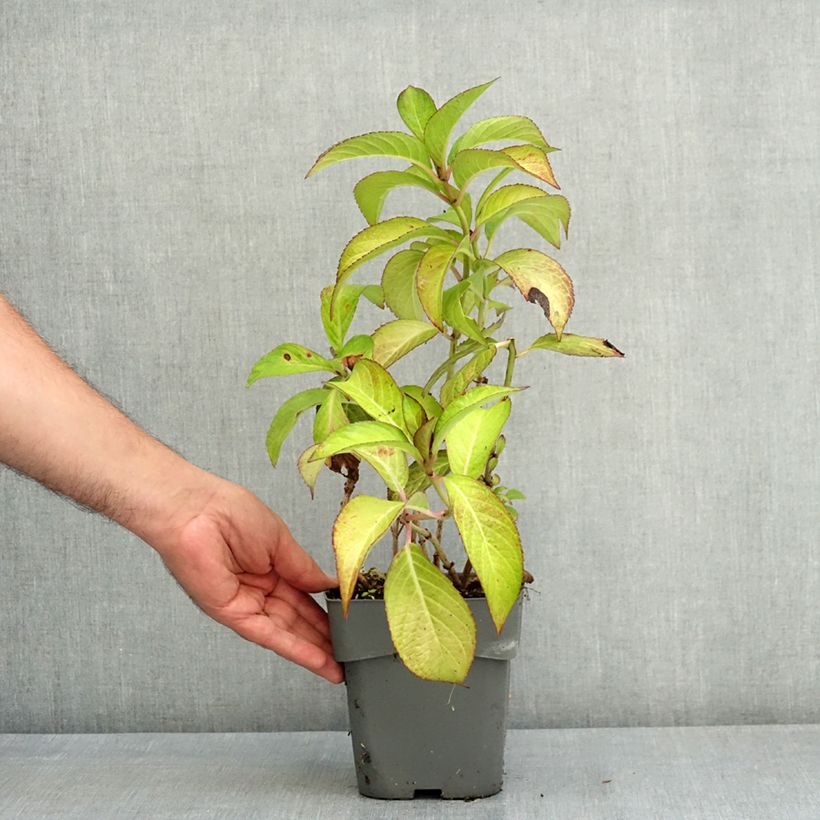 Esemplare di Hydrangea macrophylla Sabrina - Ortensia Vaso da 2L/3L consegnato in estate