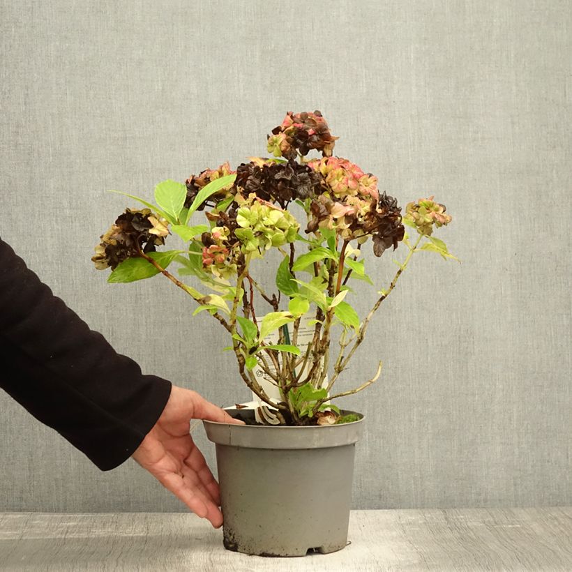Esemplare di Hydrangea macrophylla Schloss Wackerbarth - Ortensia Vaso da 3L/4L come consegnato in autunno
