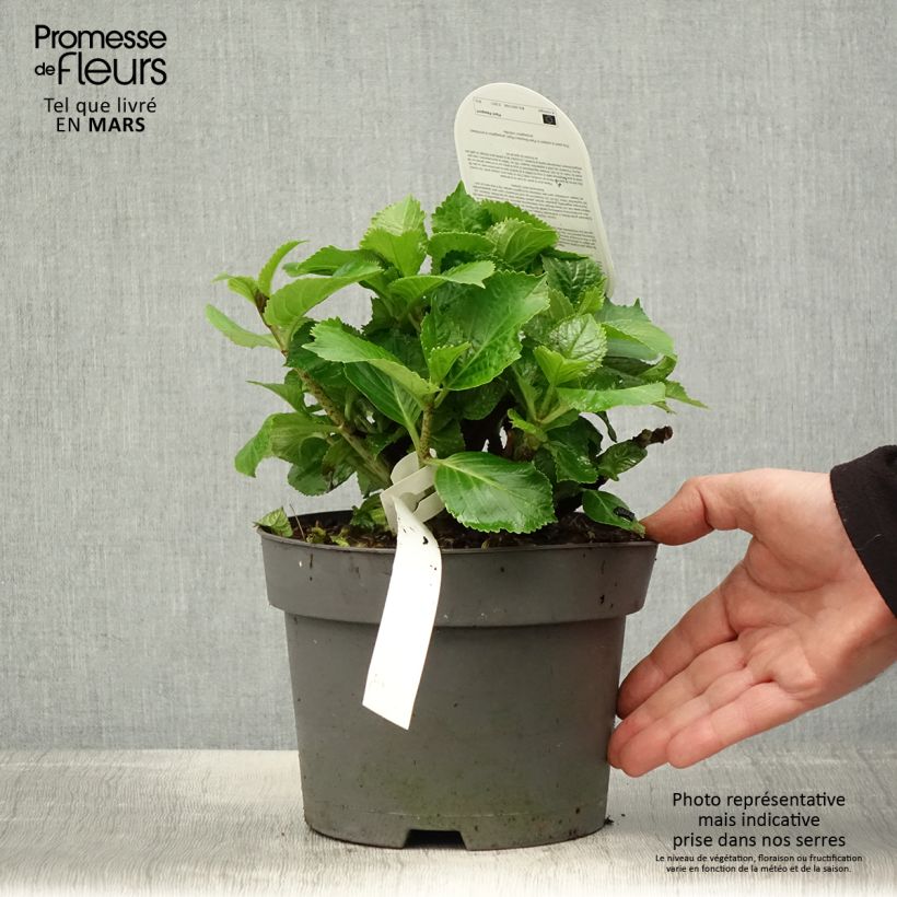 Hydrangea macrophylla Schneeball - Ortensia Vaso da 2L/3L esemplare consegnato in primavera