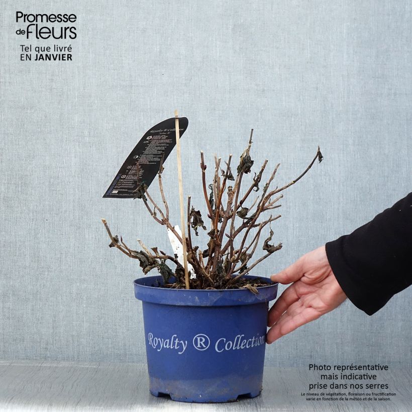 Hydrangea macrophylla Dutch Ladies Selma - Ortensia Vaso da 4L/5L esemplare consegnato in inverno