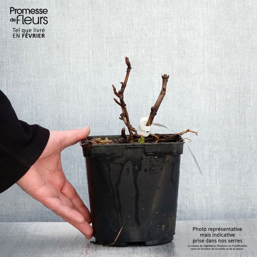 Hydrangea macrophylla So Long Aya - Ortensia Vaso da 3L/4L esemplare consegnato in inverno