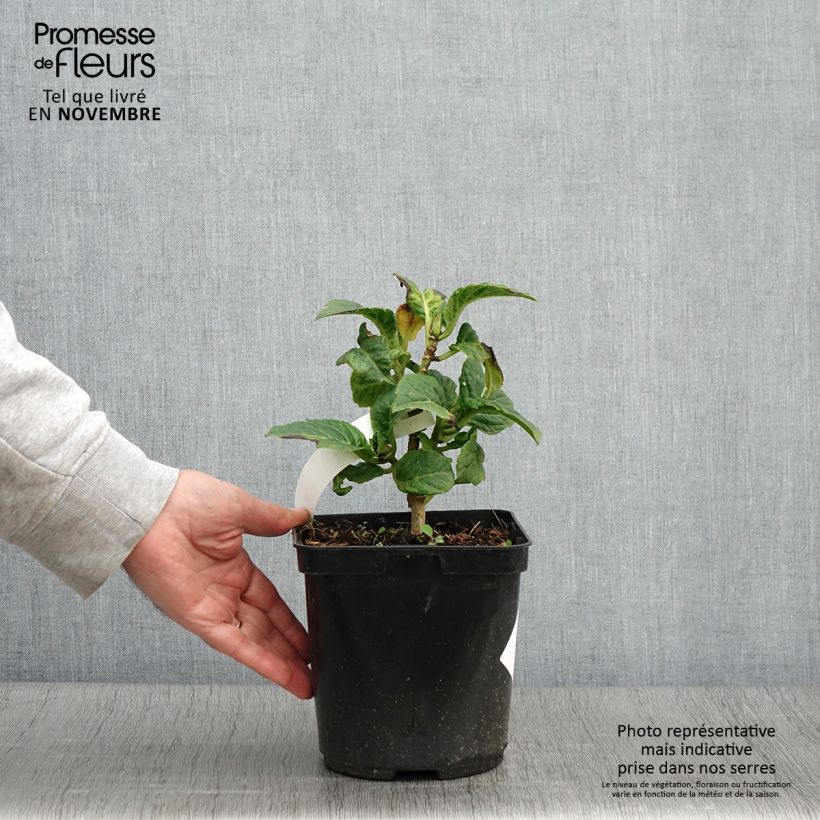Esemplare di Hydrangea macrophylla So Long Starlit Sky - Ortensia Vaso da 3L/4L come consegnato in autunno