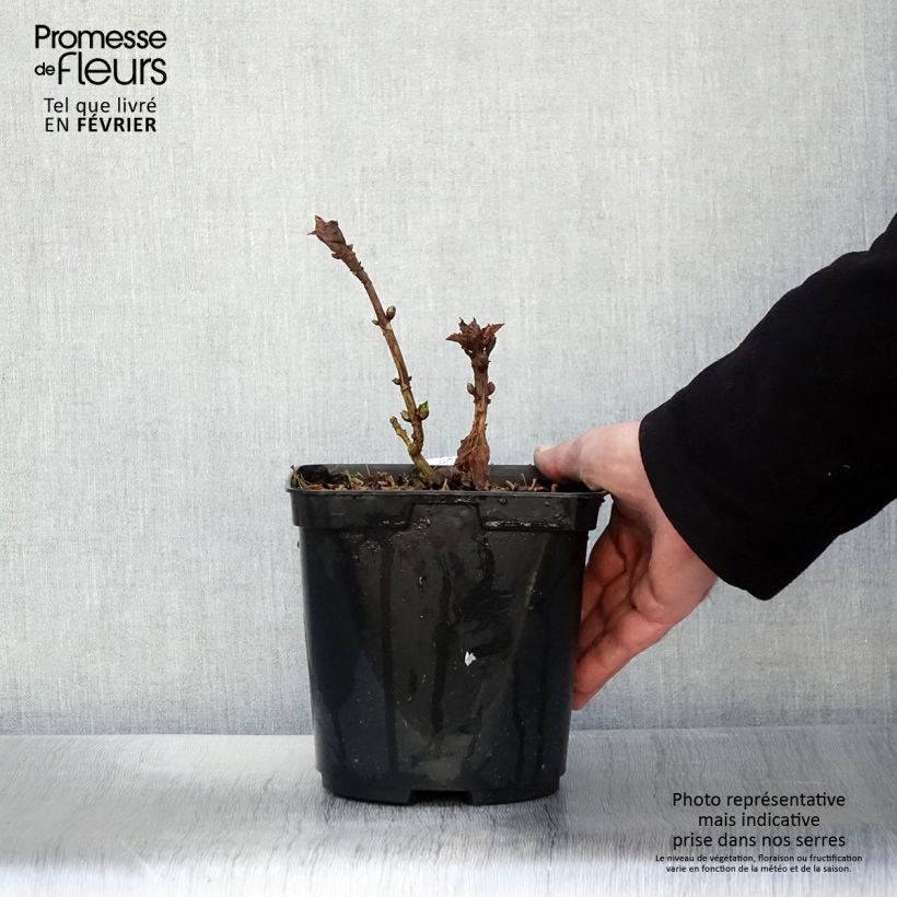 Hydrangea macrophylla So Long Starlit Sky - Ortensia Vaso da 3L/4L esemplare consegnato in inverno