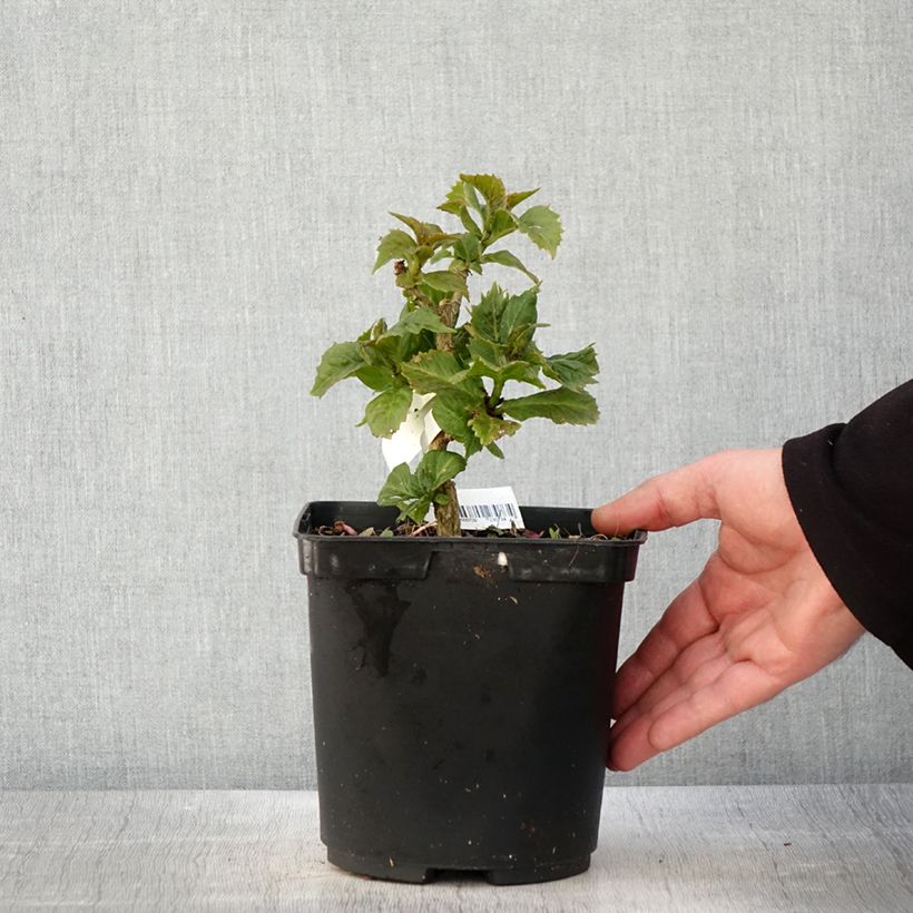 Hydrangea macrophylla So Long Starlit Sky - Ortensia Vaso da 3L/4L esemplare consegnato in primavera