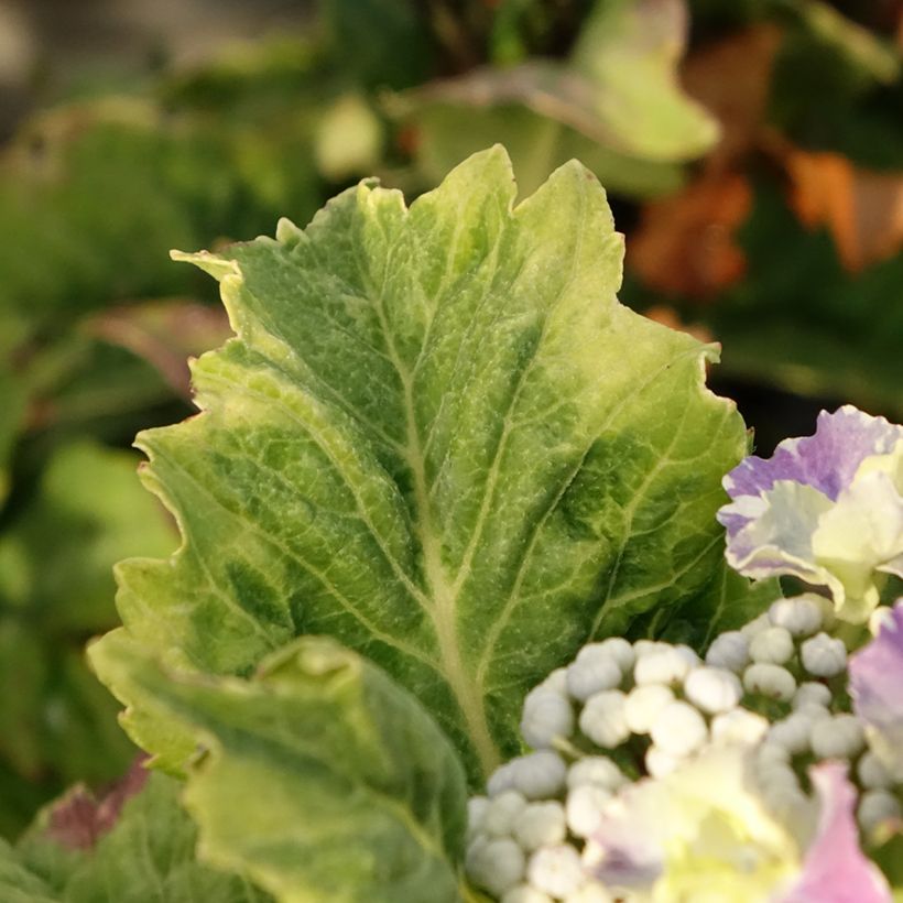 Hydrangea macrophylla So Long Starlit Sky - Ortensia (Fogliame)