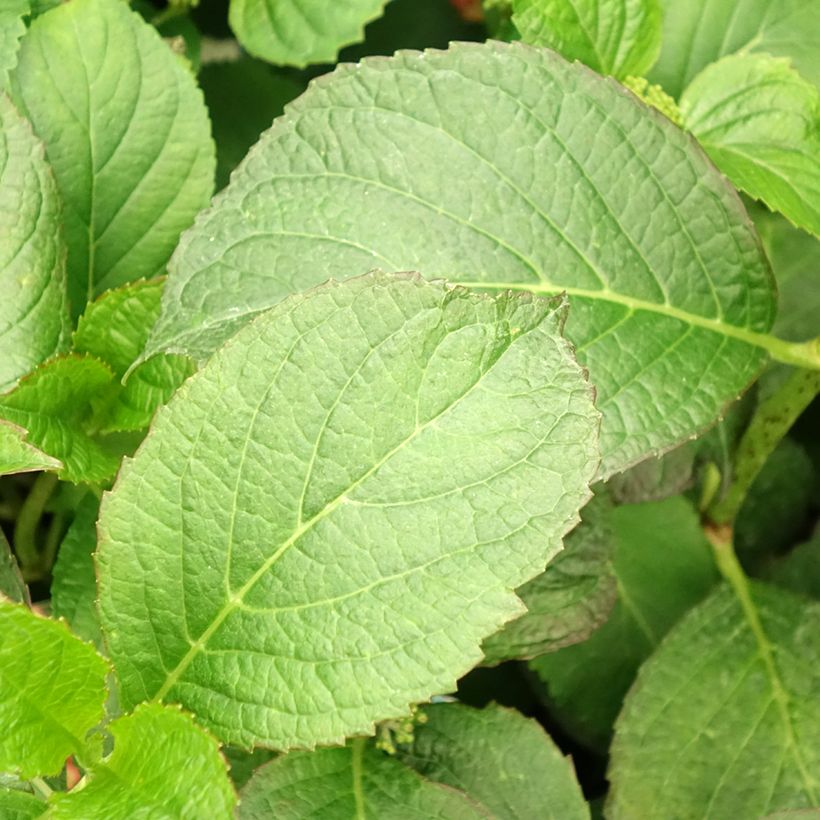Hydrangea macrophylla So Long Sunny - Ortensia (Fogliame)