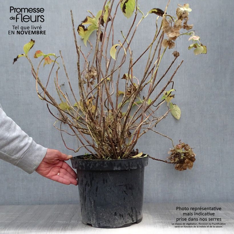 Esemplare di Hydrangea macrophylla Soeur Thérèse - Ortensia Vaso da 7,5L/10L come consegnato in autunno