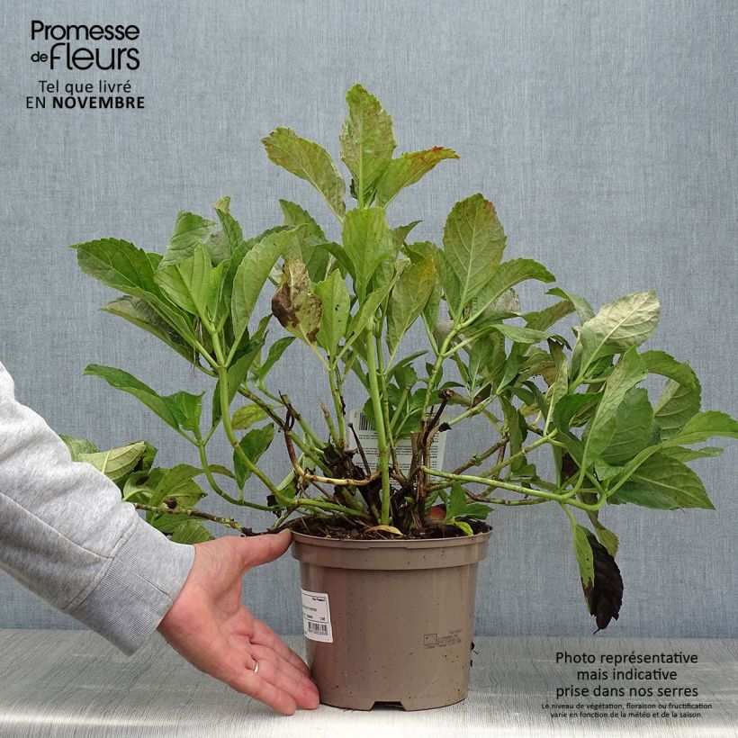 Esemplare di Hydrangea macrophylla Soeur Thérèse - Ortensia Vaso da 2L/3L come consegnato in autunno