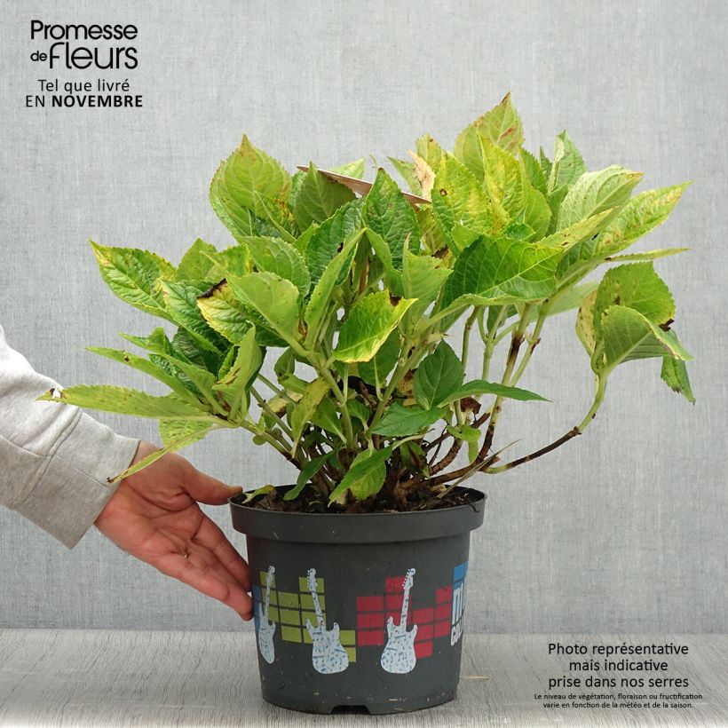 Esemplare di Hydrangea macrophylla Soft Pink Salsa - Ortensia Vaso da 4L/5L come consegnato in autunno