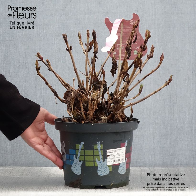 Hydrangea macrophylla Soft Pink Salsa - Ortensia Vaso da 4L/5L esemplare consegnato in inverno