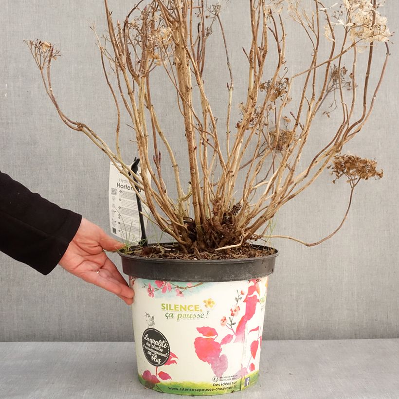 Hydrangea macrophylla Star Gazer Blue - Ortensia Vaso da 7,5L/10L esemplare consegnato in inverno