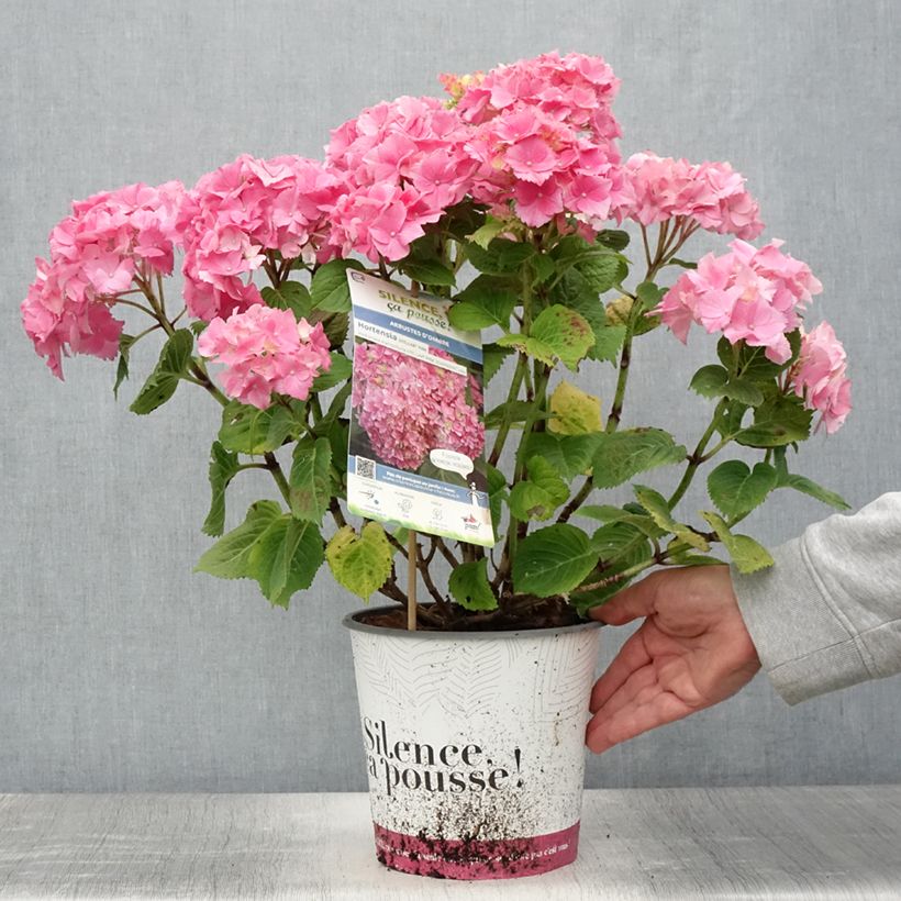 Esemplare di Hydrangea macrophylla Stellar Pink - Ortensia Vaso da 4L/5L consegnato in estate