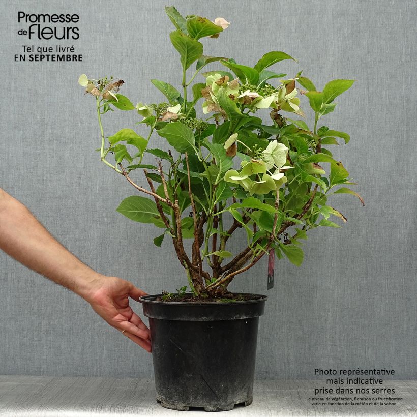 Esemplare di Hydrangea macrophylla Teller Pink - Ortensia Vaso da 7,5L/10L come consegnato in autunno