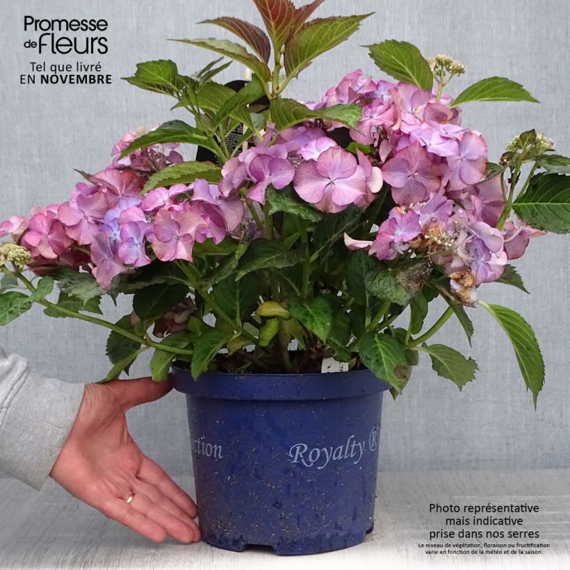 Esemplare di Hydrangea macrophylla Tiffany - Ortensia Vaso da 4L/5L come consegnato in autunno