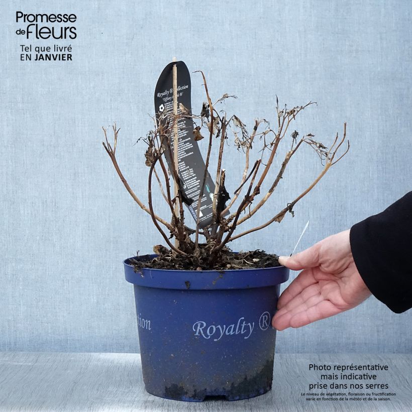 Hydrangea macrophylla Tiffany - Ortensia Vaso da 4L/5L esemplare consegnato in inverno