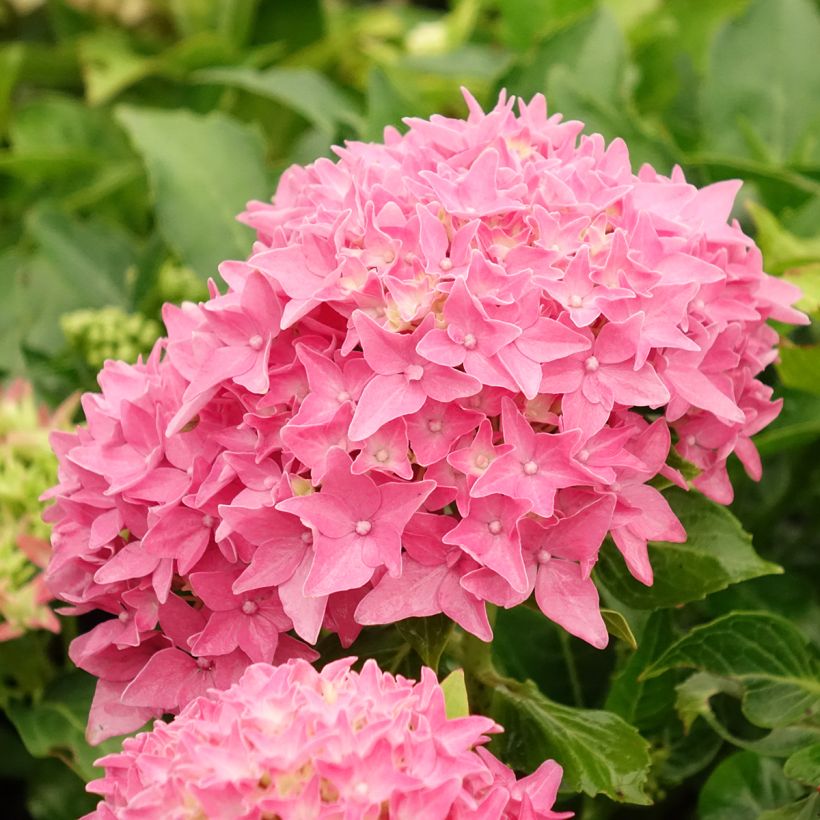 Hydrangea macrophylla Tovelit - Ortensia (Fioritura)