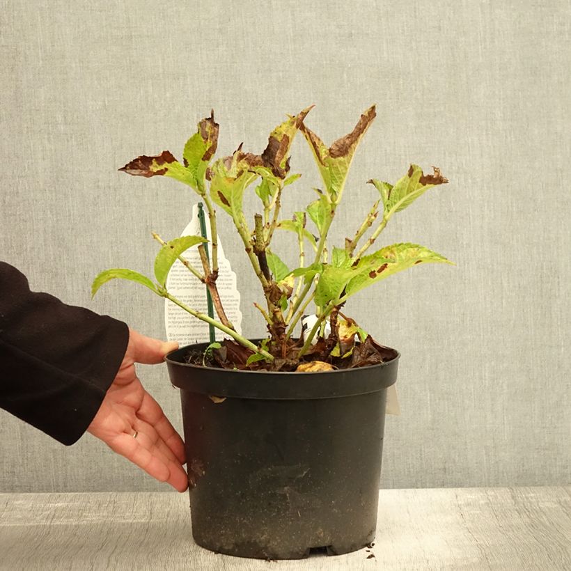 Esemplare di Hydrangea macrophylla Verdi - Ortensia Vaso da 4L/5L come consegnato in autunno