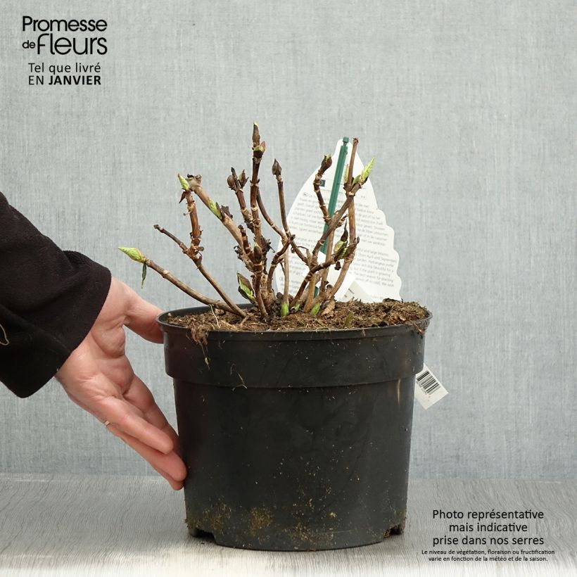 Hydrangea&#x20;macrophylla&#x20;Verdi&#x20;-&#x20;Ortensia&#x20;Vaso&#x20;da&#x20;4L&#x2F;5L&#x20;esemplare&#x20;consegnato&#x20;in&#x20;inverno