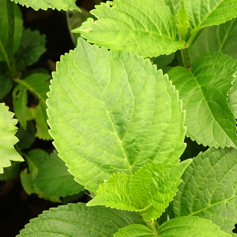 Hydrangea macrophylla Verdi - Ortensia (Fogliame)