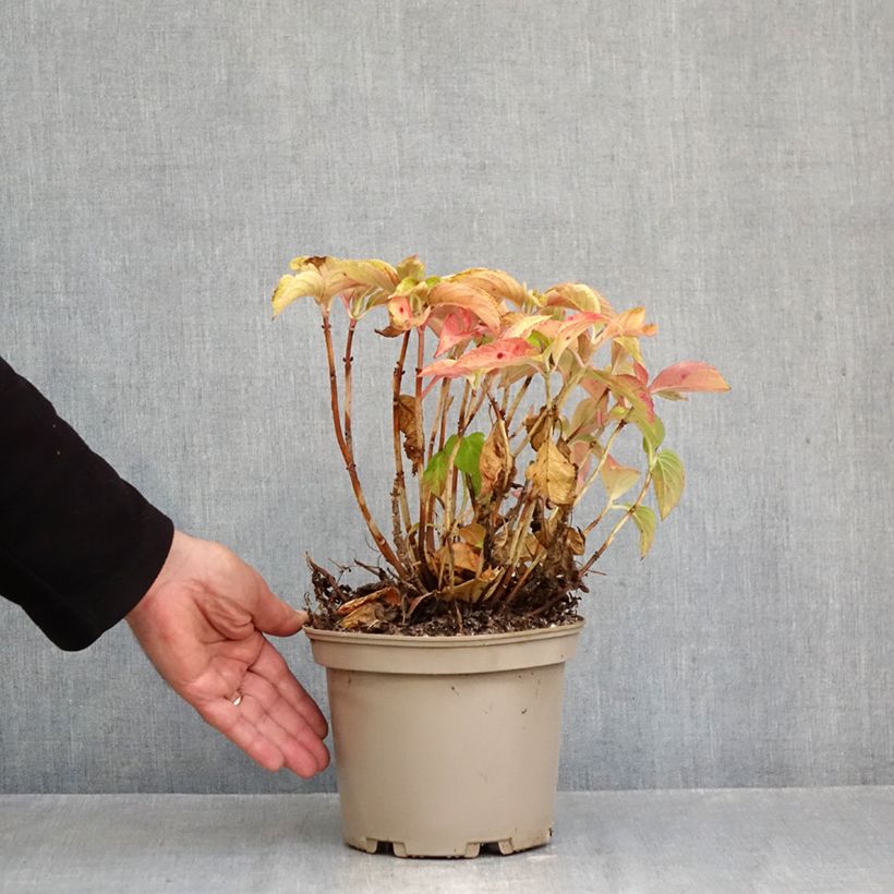 Esemplare di Ortensia - Hydrangea macrophylla Wudu come consegnato in autunno